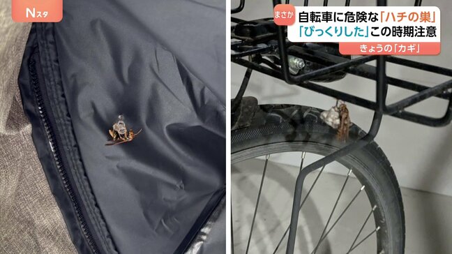 「まさかこんなところに」自転車にハチの巣! 刺されると危険 アナフィラキシーショックで死亡する可能性も この時期注意!|TBS NEWS DIG