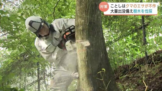 「人里に野生動物が出ないような予防策を」 富山市の山間部で餌がなる木を伐採 近くには保育所も ドングリ類の実り悪くクマが活発化の恐れ|TBS NEWS DIG