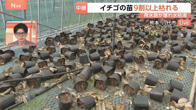 「鉢が倒れていくのを見ているしか」イチゴ農家　ほとんどの鉢が地震で倒れる　用水路から水引けず苗の9割以上枯れる　熊本・八代市|TBS NEWS DIG
