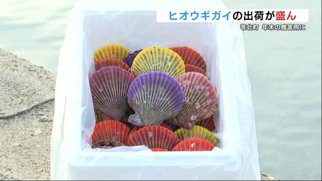 色鮮やかな「ヒオウギガイ」年末の贈答用に向けて出荷盛ん　浜焼き、刺身、鍋の具材に　熊本県苓北町|TBS NEWS DIG