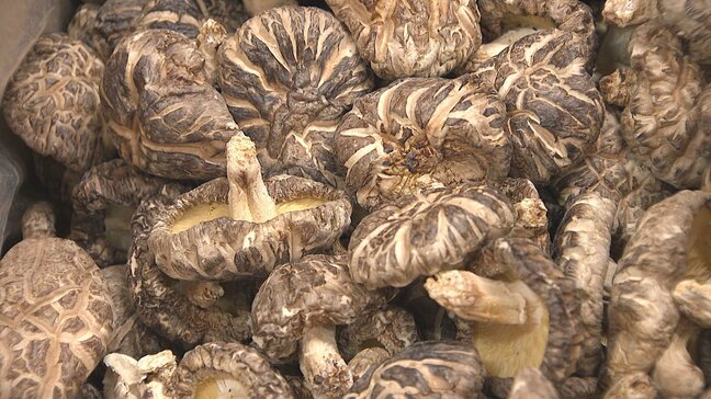 新春恒例の乾しいたけ初入札会　最高値は1キロあたり1万6000円で取り引き　大分|TBS NEWS DIG