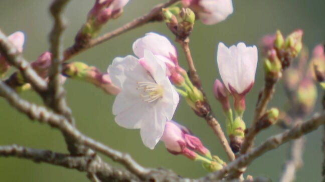 福岡で桜の開花発表　平年より３日遅く去年より２日早い開花　福岡市は６月中旬並み気温に　黄砂の飛来にも注意|TBS NEWS DIG