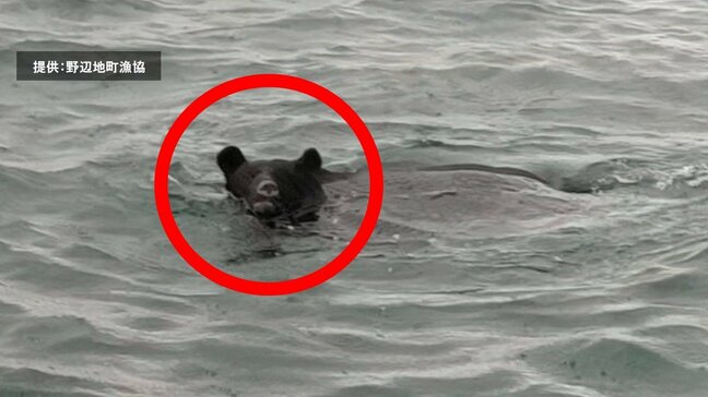 【動画あり】「クマ」海を泳ぐ様子が撮影される　体長1.5ｍ・体重140kgのオス　港へ戻る漁師が発見「海からくるとなると…もう防ぎようがない」　猟友会のハンターなどが駆除　青森県野辺地町沖合いの陸奥湾|TBS NEWS DIG