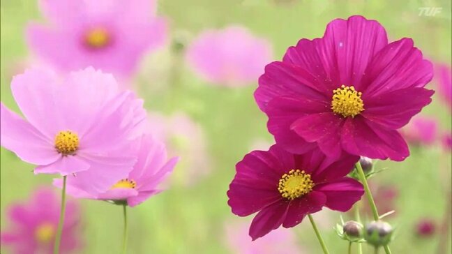 「秋の代名詞」コスモス見頃 福島・猪苗代ハーブ園|TBS NEWS DIG