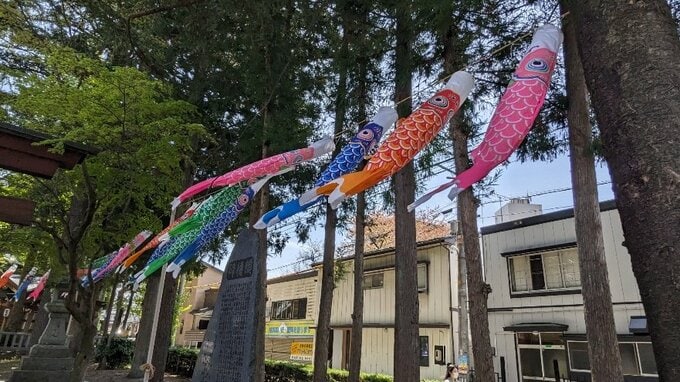 5月のさわやかな空のもと、神社の境内で150匹の鯉のぼりが風を受け気持ちよさそうに泳ぐ　盛岡市　|　IBC NEWS | IBC岩手放送