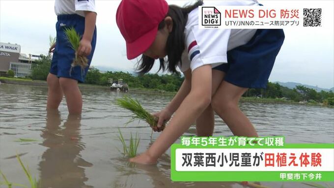 「泥が柔らかくて気持ちよかった」 小学5年生46人が田植え体験　先輩の作った米も味わう　山梨・甲斐市　|　山梨のニュース | ＵＴＹテレビ山梨