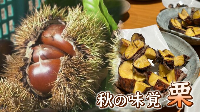 秋の味覚”栗”　実は栄養たっぷり　栗の豆知識も　|　RCC NEWS | 広島ニュース | RCC中国放送