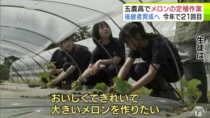 指導を踏まえて1本1本丁寧に　五所川原農林高校で生徒たちがメロンの定植作業　170本の苗を植える　メロン生産者の後継者育成を目的に2026年で21回目　青森県|TBS NEWS DIG