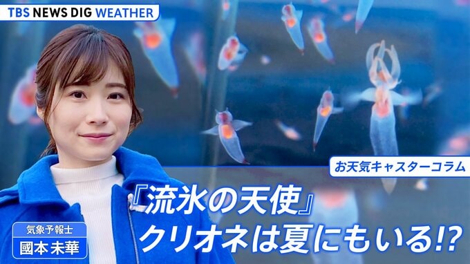 “マニア”が“クリエーター”になるまで　『流氷の天使』クリオネは夏にもいる！？【國本未華のお天気コラム】|TBS NEWS DIG