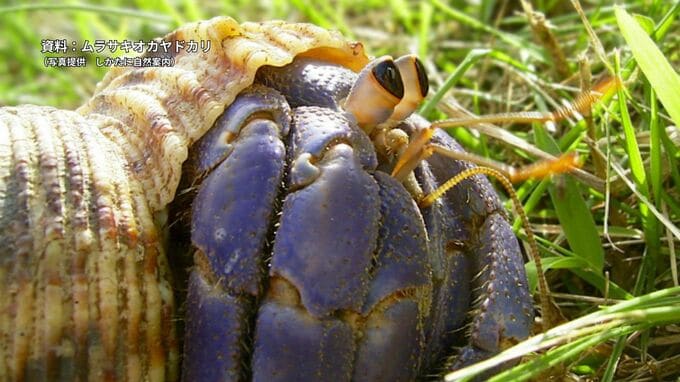 【罰金】天然記念物のオカヤドカリ類、6370匹を密猟した男3人に罰金40万円の略式命令　沖縄簡裁|TBS NEWS DIG