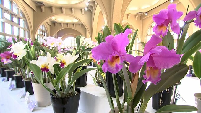「ランの女王」カトレア約100株が並ぶ展示会　丸亀市のレオマリゾート　今年は「蘭カフェ」も【香川】|TBS NEWS DIG