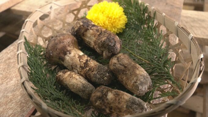 秋の味覚｢天然マツタケ｣初競り 100グラム3000円で例年より安く この先気温が下がると収穫量増加 岐阜・高山市|TBS NEWS DIG