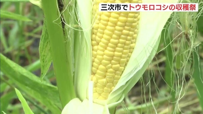 雨の中でトウモロコシの収穫体験　水不足で小ぶりも甘味は例年並み　広島・三次市甲奴町|TBS NEWS DIG