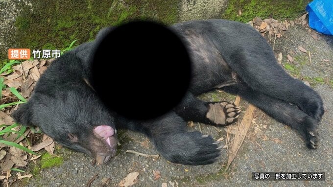 子グマの死骸見つかる　親グマいる可能性もありパトロール　広島　|　RCC NEWS | 広島ニュース | RCC中国放送