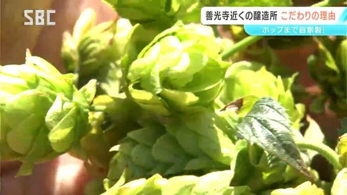 長野市の善光寺近くで栽培されたホップを初収穫　新たなビールが完成　スマート農業の可能性も探る　ブルワリー代表のこだわりとは！　|　SBC NEWS | 長野のニュース | SBC信越放送
