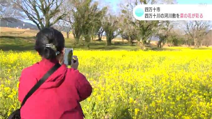 ピーク迎えれば約2キロの『菜の花じゅうたん』に！四万十川の河川敷を菜の花が彩る|TBS NEWS DIG