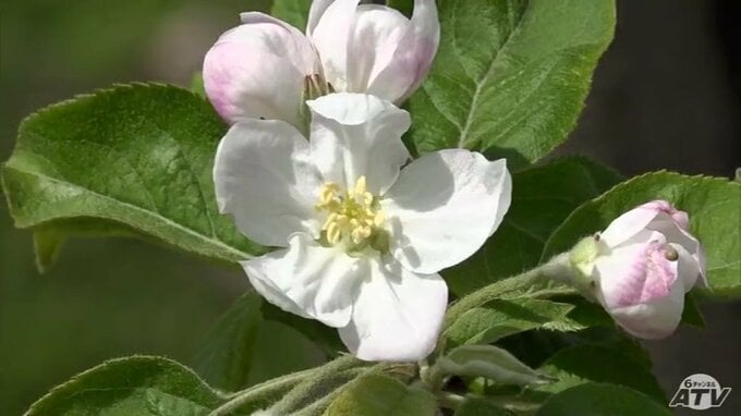 「ふじ」開花　過去３番目の速さ　|　青森のニュース│ATV NEWS│青森テレビ