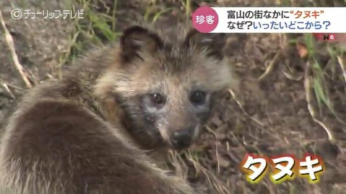 街なかに住みついた“タヌキ”いったいどこから？なぜ？通行人をじっとみつめる　富山　|　富山のニュース｜天気・防災｜チューリップテレビ