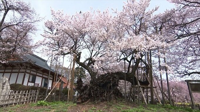 樹齢2000年の巨木「山高神代桜」　日本さくら名所100選「大法師公園の桜」　見頃迎える　|　山梨のニュース | ＵＴＹテレビ山梨