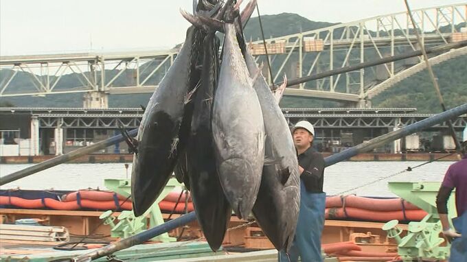 シーズン到来！クロマグロ初水揚げ　鳥取県・境港市　|　BSSニュース | BSS山陰放送
