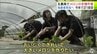 指導を踏まえて1本1本丁寧に　五所川原農林高校で生徒たちがメロンの定植作業　170本の苗を植える　メロン生産者の後継者育成を目的に2026年で21回目　青森県　|　青森のニュース│ATV NEWS│青森テレビ