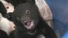 クマの赤ちゃんと記念撮影 ツキノワグマ11頭誕生した奥飛騨クマ牧場 1日3回のミルクで3キロほどに 岐阜･高山市　|　名古屋・愛知・岐阜・三重のニュース【CBC news】 | CBC web