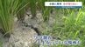 「水が欲しい」干上がる田んぼ　震度6強の爪痕深く…　猛暑酷暑の熊本で水不足が阻む復旧　|　熊本のニュース｜RKK NEWS｜RKK熊本放送