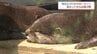 宮崎県内　梅雨の晴れ間続き動物園にぎわうも･･･　14日からは雨予想　|　MRTニュース ｜ ＭＲＴ宮崎放送