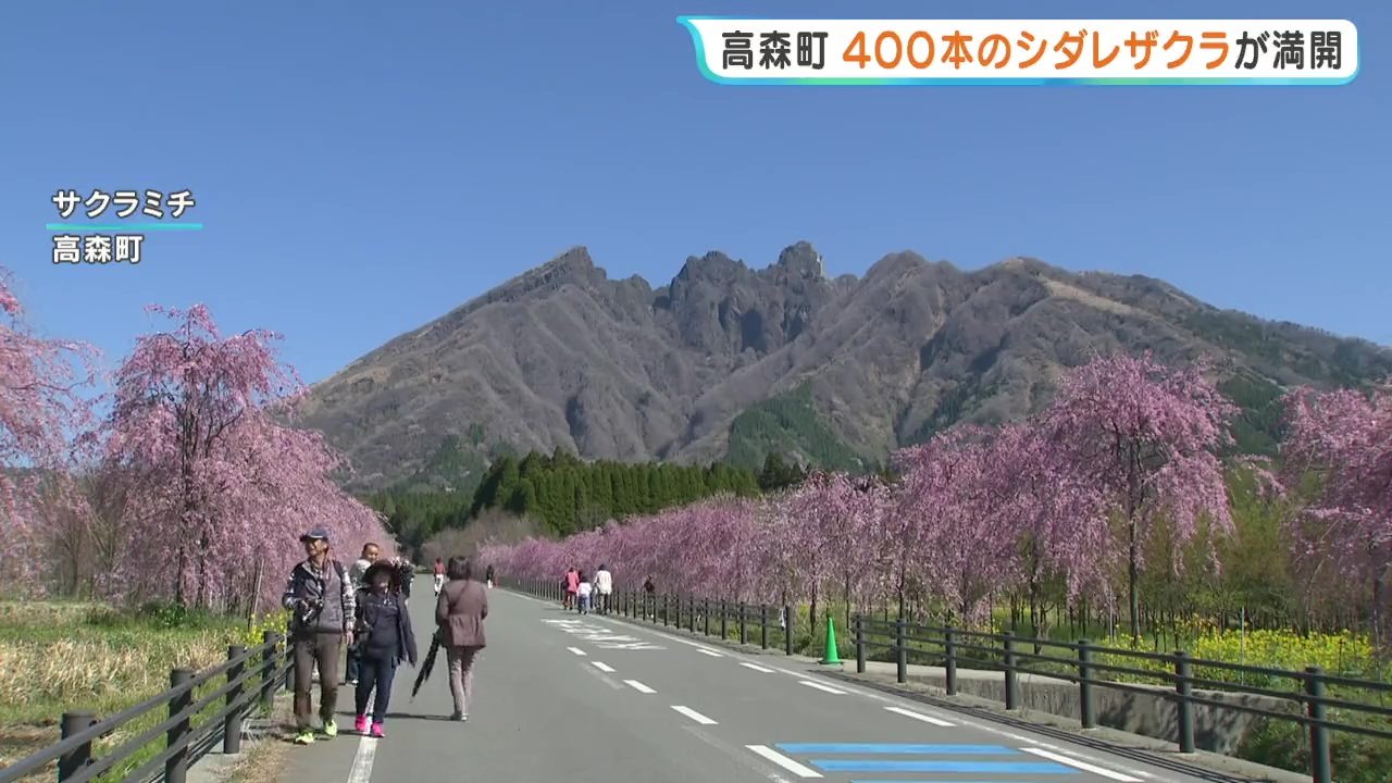 400本の満開の枝垂れ桜 熊本地震や豪雨災害への支援に感謝 熊本・高