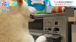 留守番中のイヌ・ネコがコンロを点ける「もふもふプッシュ」に要注意 ペット原因の火災10年間で54件【ひるおび】|TBS NEWS DIG