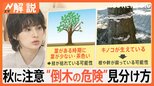 イチョウの枝落下で男性死亡 原因は「ギンナンの重み」?専門家に聞く“危険な街路樹”の見分け方【Nスタ解説】|TBS NEWS DIG