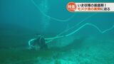 ”吸引”して収穫します 今が最盛期!モズク(スヌイ)の日|TBS NEWS DIG
