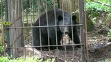 「子グマがうり坊を追いかけていた」クマの出没きょうも新たに･･･野生動物による農作物への被害も=静岡　|　静岡のニュース | SBSNEWS | 静岡放送
