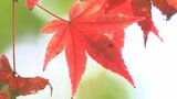 紅葉の名所「用作公園」見頃を迎える モミジやカエデがようやく色づく 大分・豊後大野市 | 大分のニュース|OBS NEWS|大分放送