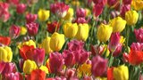 約7万本のチューリップが見ごろ　レオマリゾートでチューリップ祭　サクラとの共演も【香川】　|　岡山・香川のニュース | 天気 | RSK山陽放送