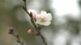 鹿児島で桜の開花発表、去年より5日早く 満開は4月1日予想 | 鹿児島のニュース|MBC NEWS|南日本放送
