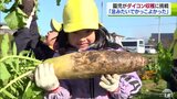 「足みたいでかっこいい」園児がダイコンの収穫体験 初冬の畑に歓声響く|TBS NEWS DIG