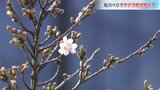 松川べりでソメイヨシノ咲き始める 一足早い花見客も 富山　|　富山のニュース｜天気・防災｜チューリップテレビ