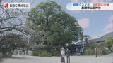 “非常にいい樹勢” 福山雅治さんの歌でも知られる樹齢600年の被爆クスノキを治療 | 長崎のニュース | 天気 | NBC長崎放送