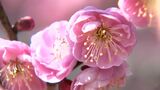 樹齢230年 観照寺(矢掛町)の「臥龍梅」見ごろ 岡山県内で3月下旬から4月上旬並みの暖かさ|TBS NEWS DIG