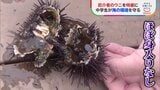 厄介者のウニを地元の特産に 海の環境を守りたい中学生【SDGs】|TBS NEWS DIG