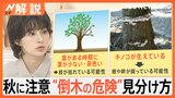 イチョウの枝落下で男性死亡 原因は「ギンナンの重み」?専門家に聞く“危険な街路樹”の見分け方【Nスタ解説】|TBS NEWS DIG