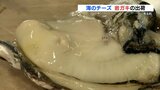 海のチーズ “天草天領岩かき” キング・オブ・オイスターの出荷が本格化 熊本・苓北町 | 熊本のニュース|RKK NEWS|RKK熊本放送