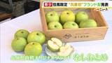 兵庫・但馬でしか食べられない!?文句なしのブランド梨『なしおとめ』糖度は11度以上　甘さのヒミツは「香住ガニ」【開発に23年】|TBS NEWS DIG