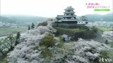 大洲城を彩るサクラ　４年ぶり“花見で一杯”|TBS NEWS DIG
