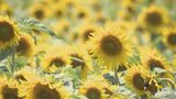 順番に咲かせる予定が一気に満開に 猛烈な暑さで観光農園のヒマワリが想定外の事態 雨が降らないので水やりも必要に 愛知・南知多町 | 名古屋・愛知・岐阜・三重のニュース【CBC news】 | CBC web