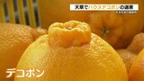 天草のデコポンが12月1日から“初売り” 夏場の高温を乗り越え 見た目も味も良い贈答用に　熊本　|　熊本のニュース｜RKK NEWS｜RKK熊本放送