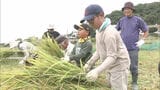 「おにぎりにして食べたい」小学生が育てた稲を刈り取り 鎌を使って一株一株、丁寧に 福岡県北九州市 | 福岡のニュース|RKB NEWS|RKB毎日放送