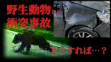 「修理費は50～60万円」クマと車が衝突した男性が証言　野生動物との衝突事故…どうすればいい？保険はきくの？　道路に放置したままは危険！　通報しない場合に当て逃げ等で処罰の可能性も！？|TBS NEWS DIG