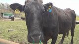 暑い夏を八ヶ岳の高原で 牛の放牧始まる エサ代高騰で畜産農家の負担軽減にも期待 山梨|TBS NEWS DIG